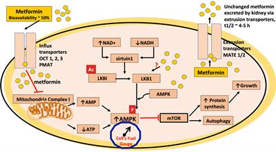A Critical Review of the Evidence That Metformin Is a Putative Anti-Aging Drug That Enhances Healthspan and Extends Lifespan